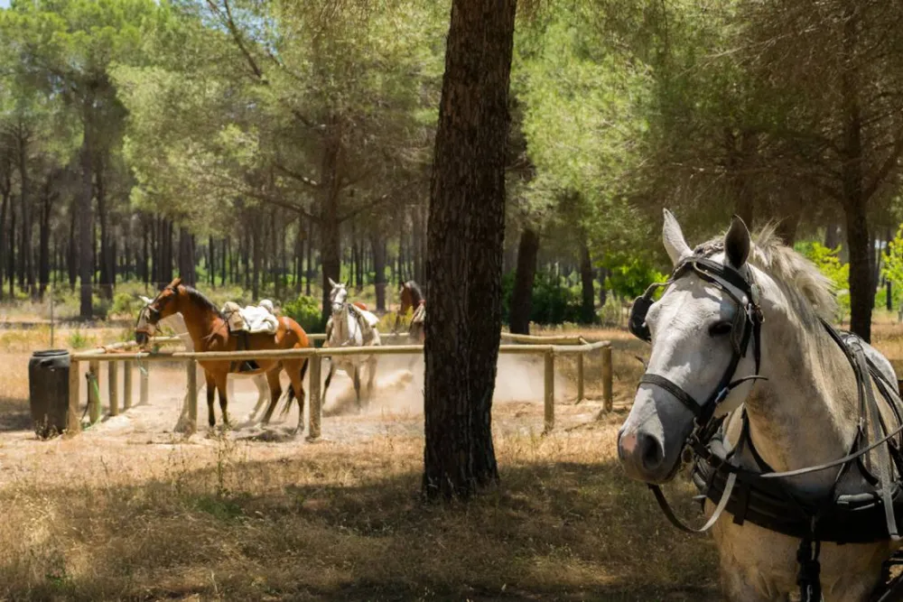 Camping Village Doñarrayan Park