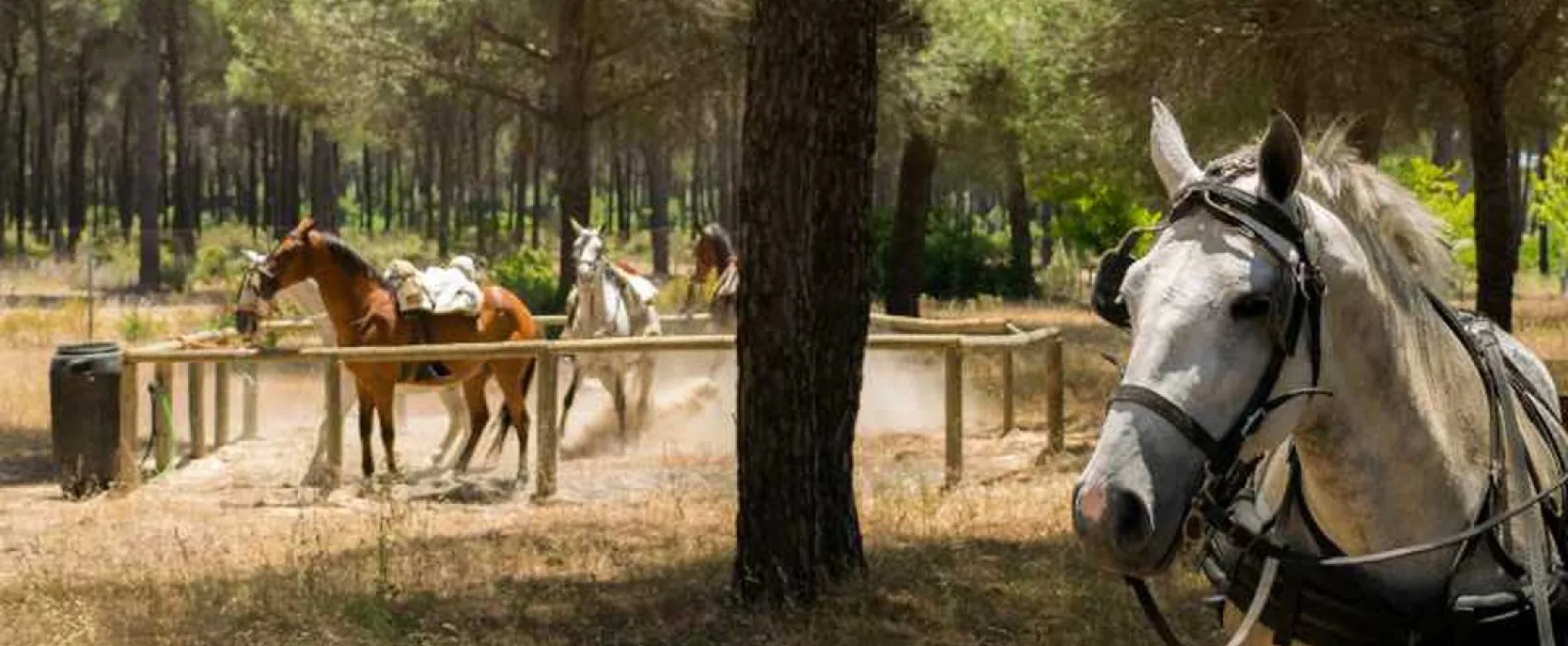 Camping Village Doñarrayan Park