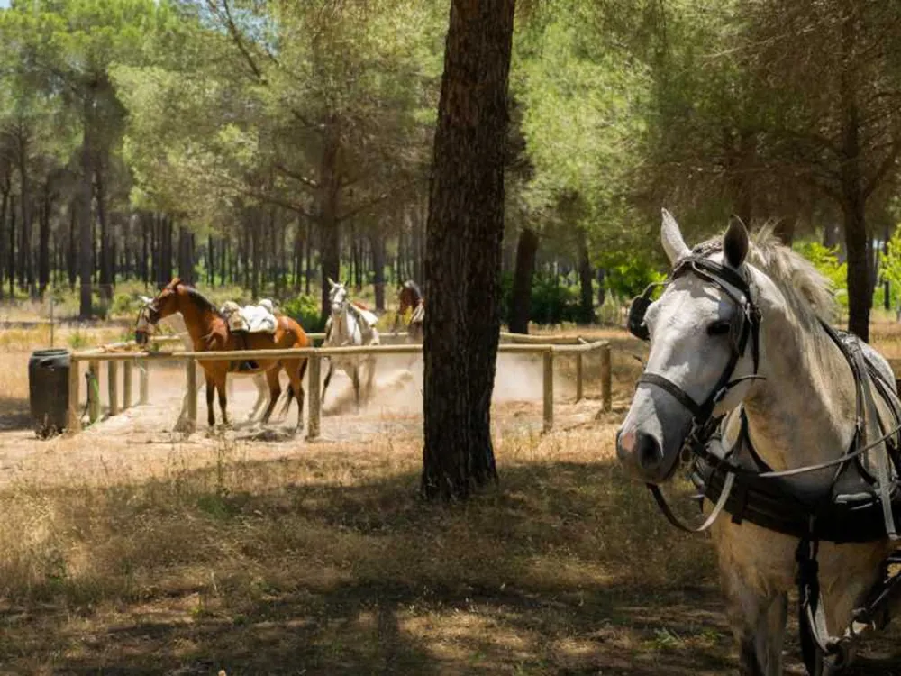 Camping Village Doñarrayan Park