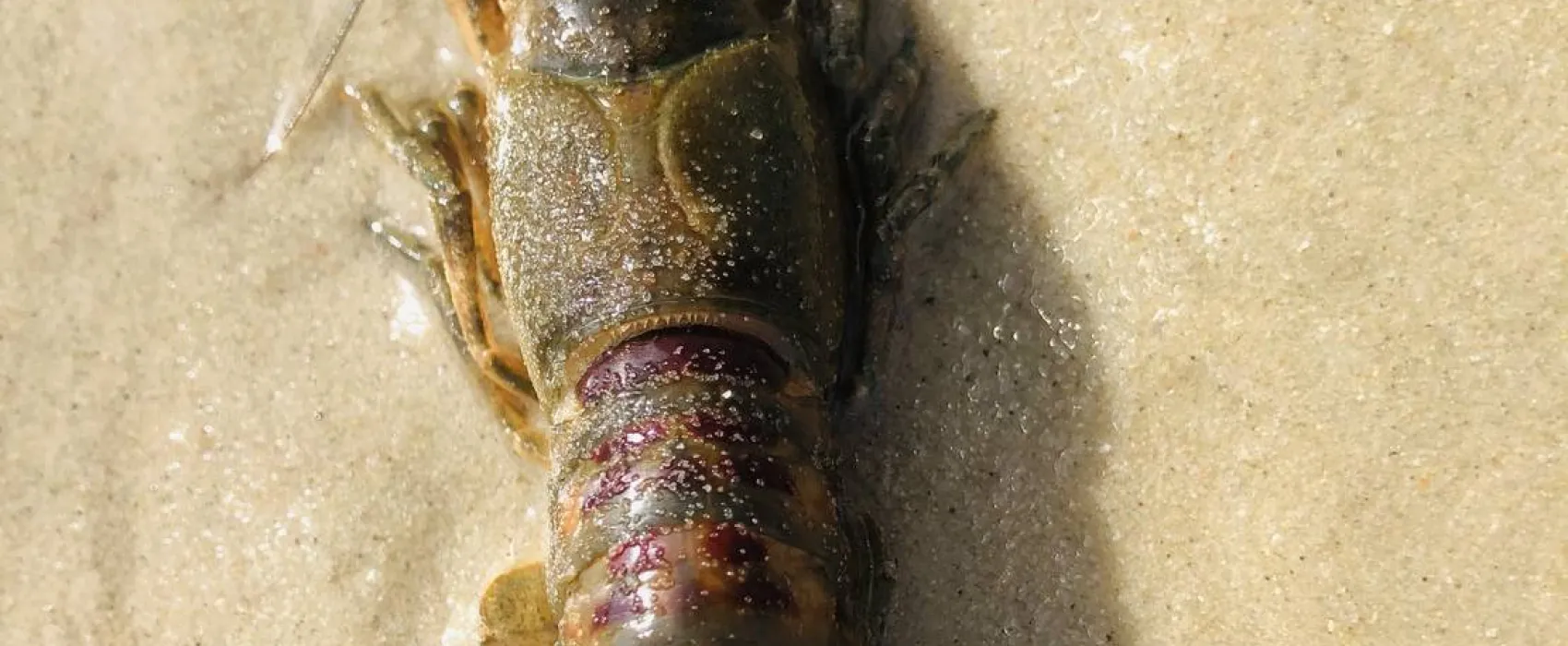 Barracuda Beach Camping am See