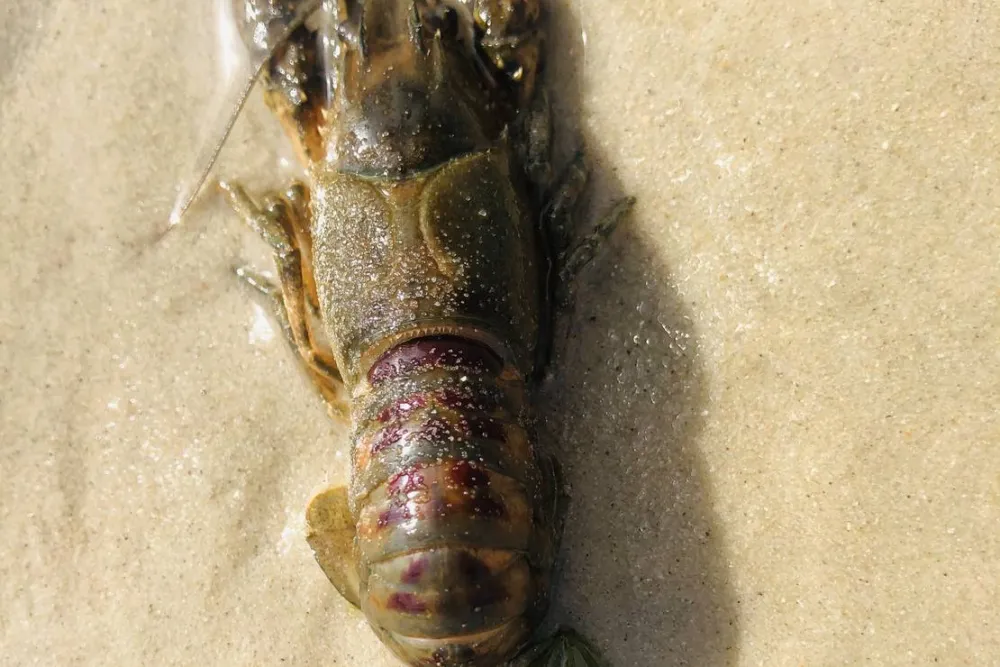 Barracuda Beach Camping am See