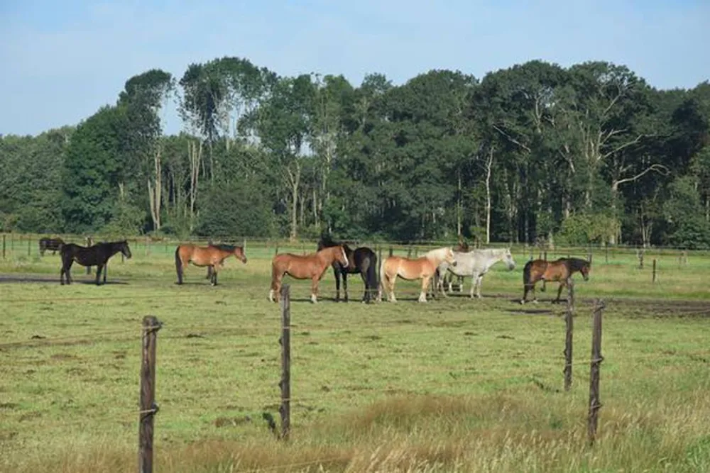 Mini-Camping Petit013