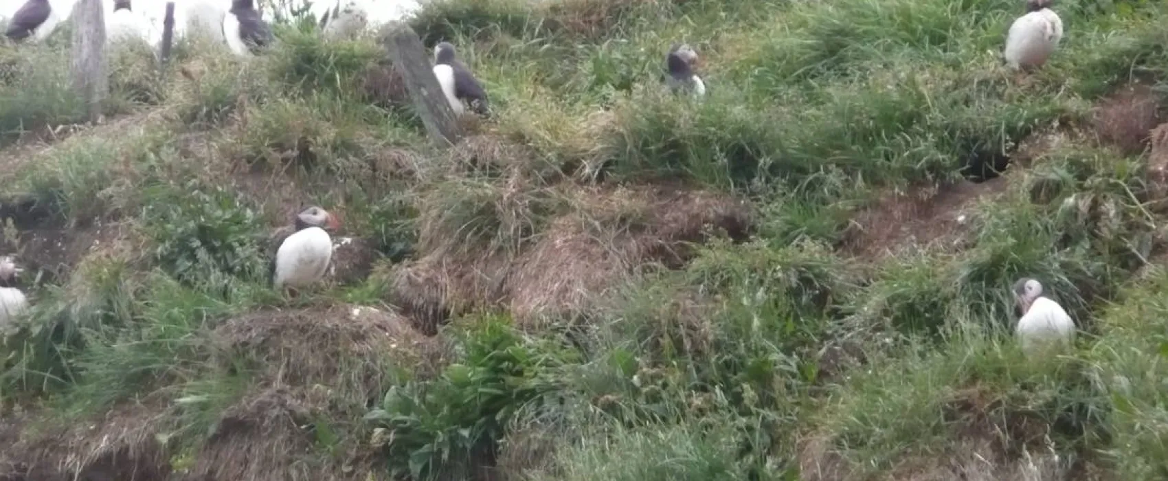 Borgarfjordur eystri Campsite