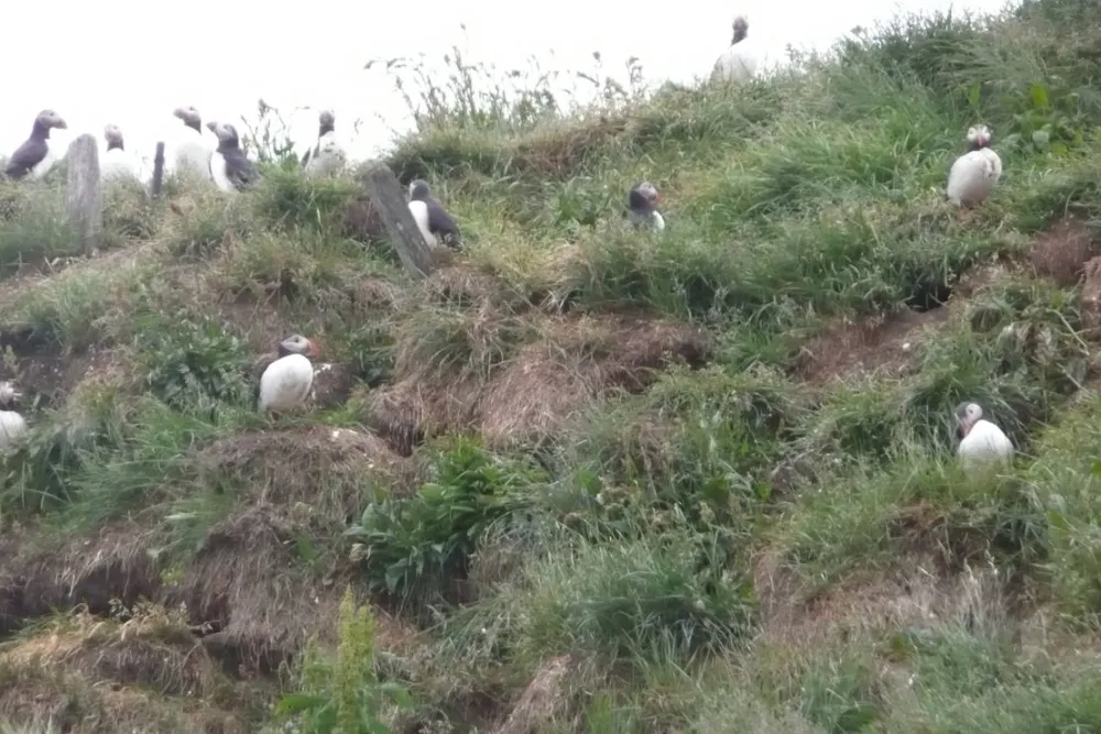 Borgarfjordur eystri Campsite