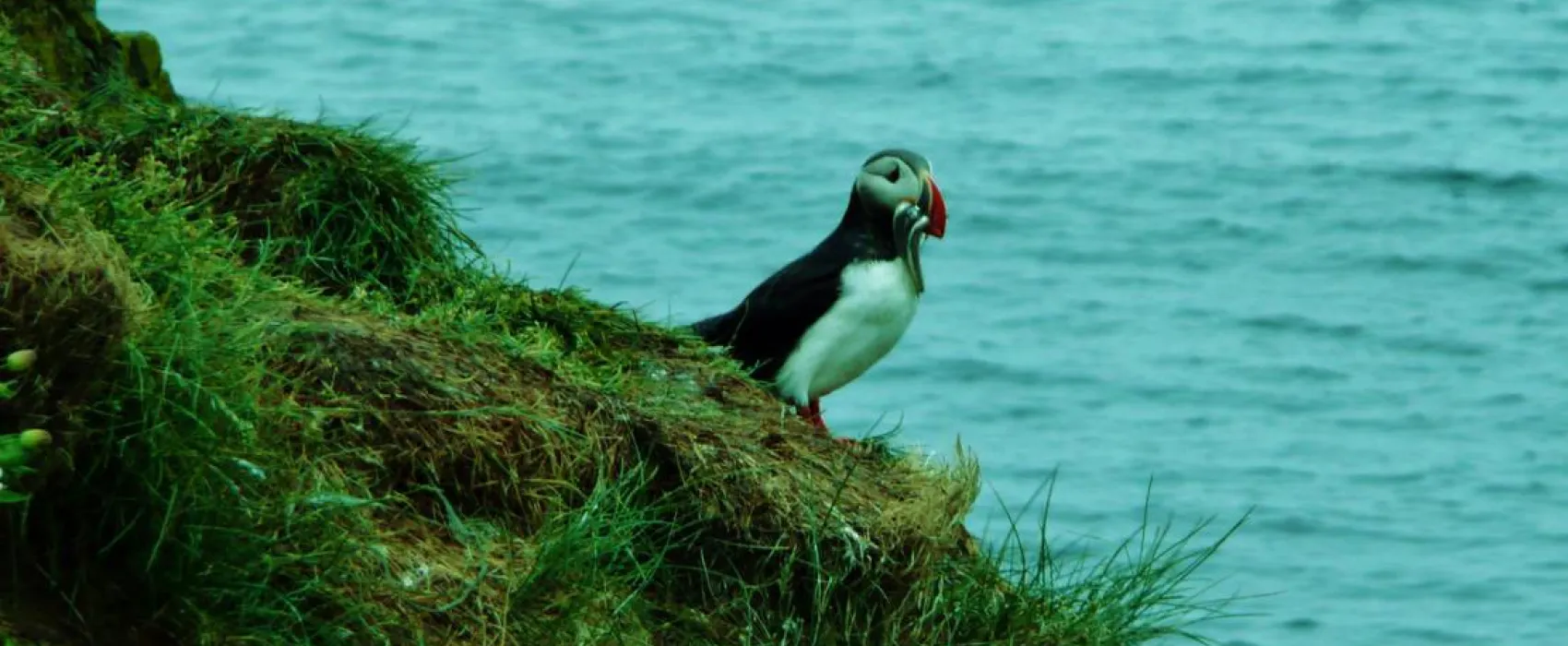 Borgarfjordur eystri Campsite