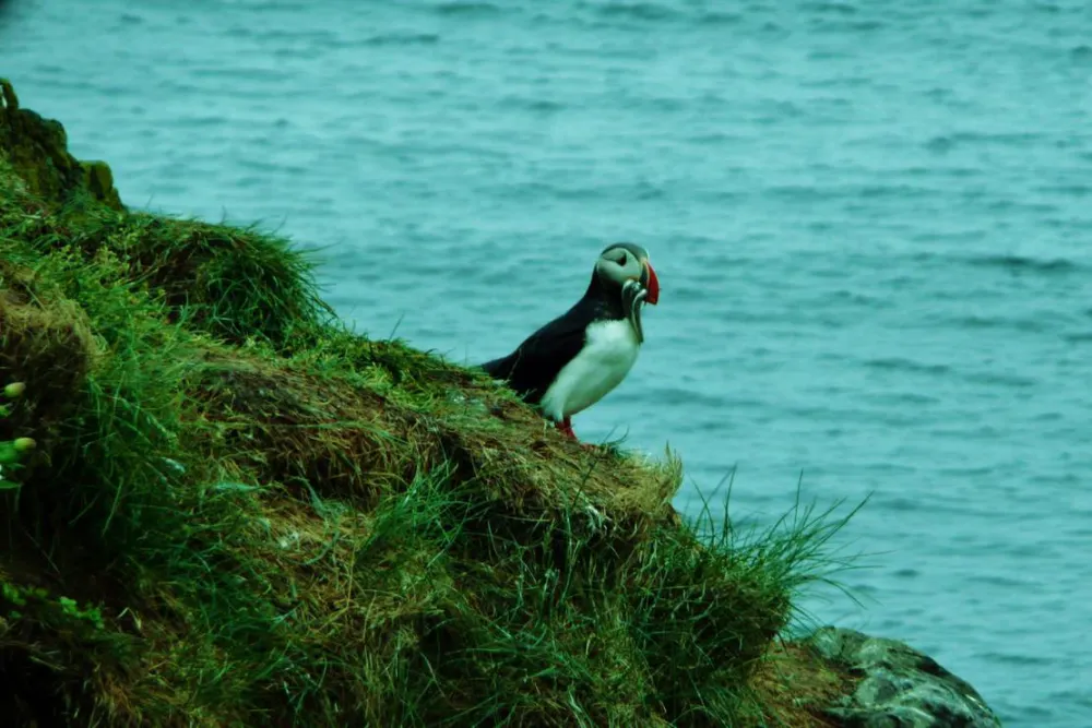 Borgarfjordur eystri Campsite