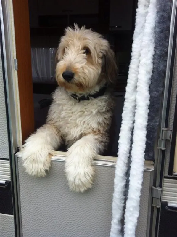 Belt-Camping-Fehmarn