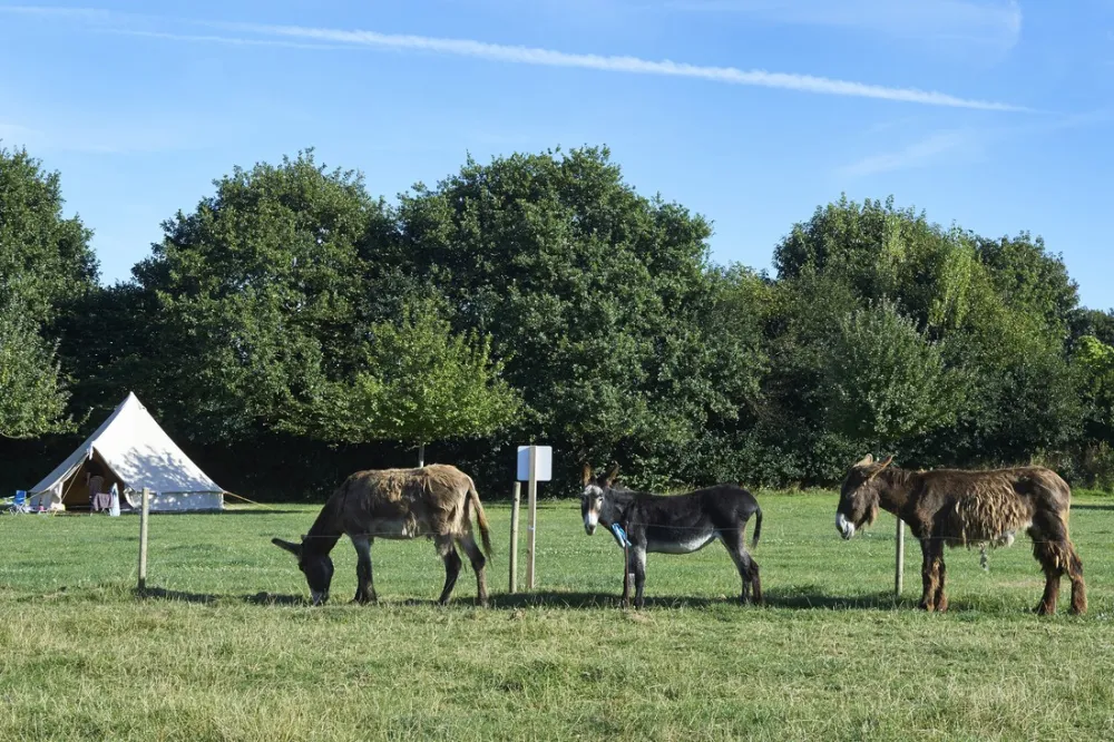 Camping la ferme Croas Men