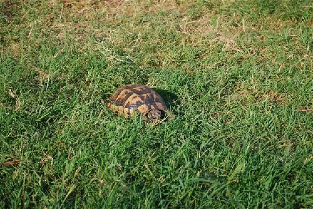 Andriake Camping Demre