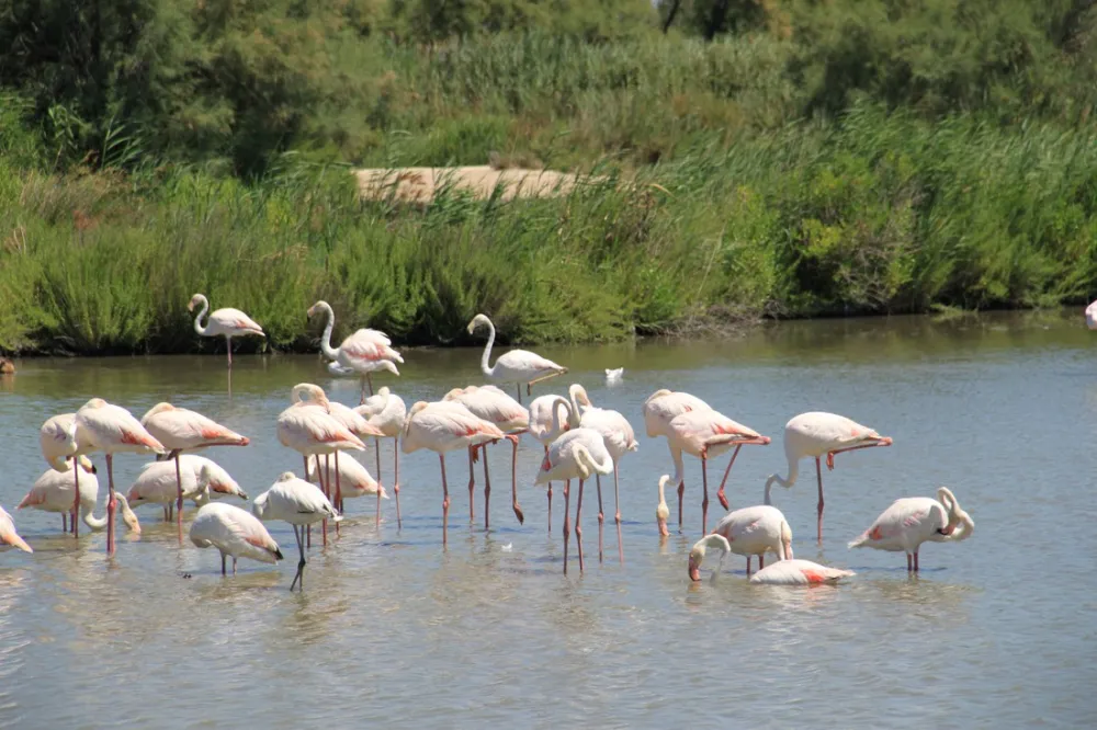 Camping Le Mas De Reilhe  