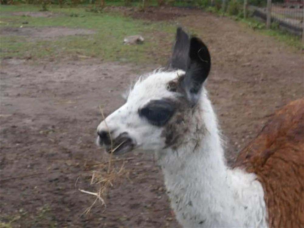 Ostsee Campingplatz Hoeck