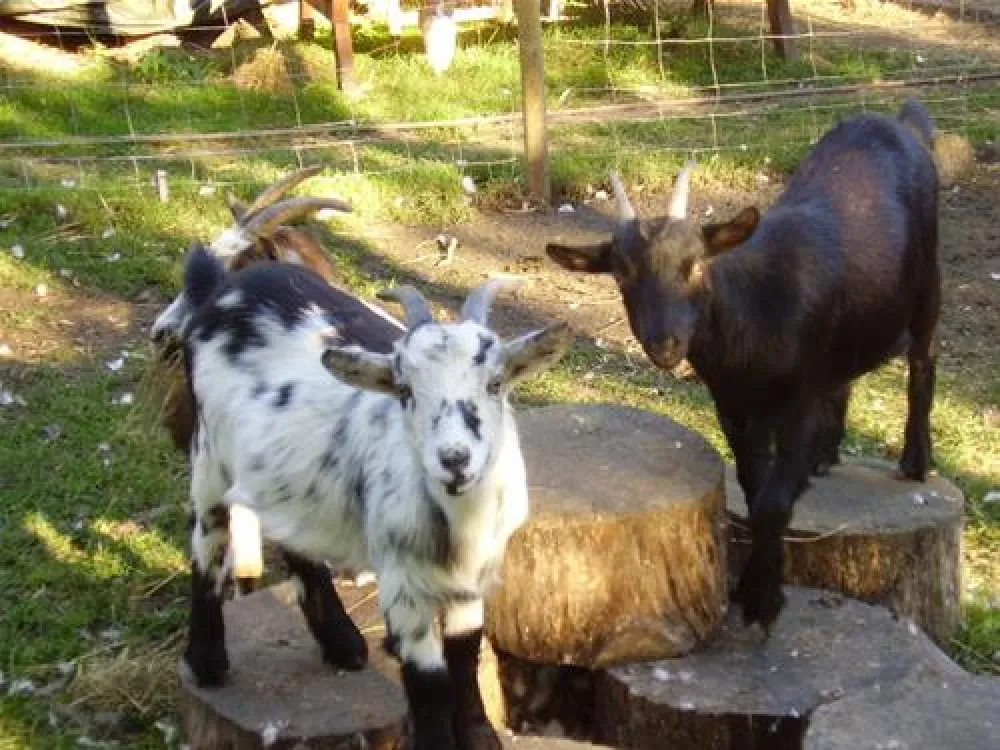Ostsee Campingplatz Hoeck