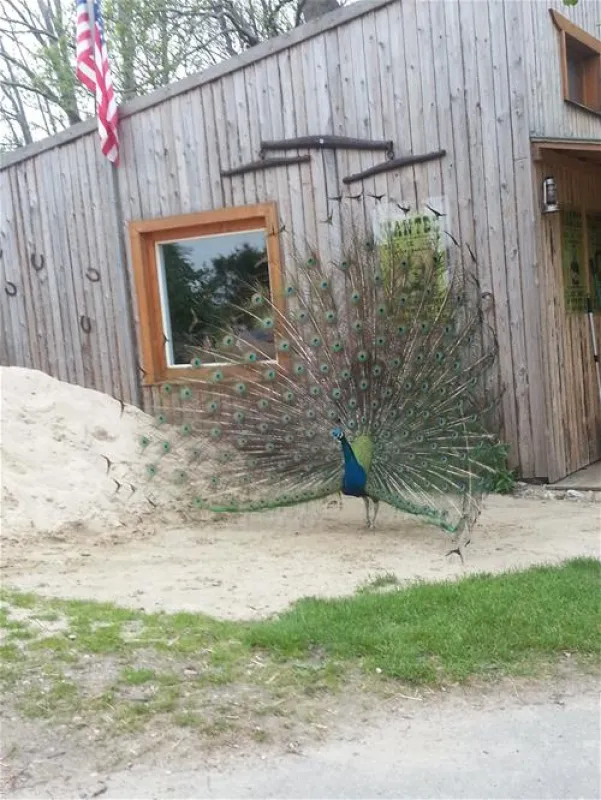 Ostsee Campingplatz Hoeck