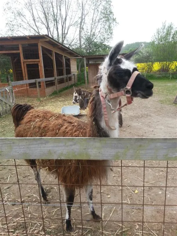Ostsee Campingplatz Hoeck