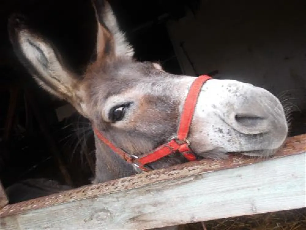 Ostsee Campingplatz Hoeck