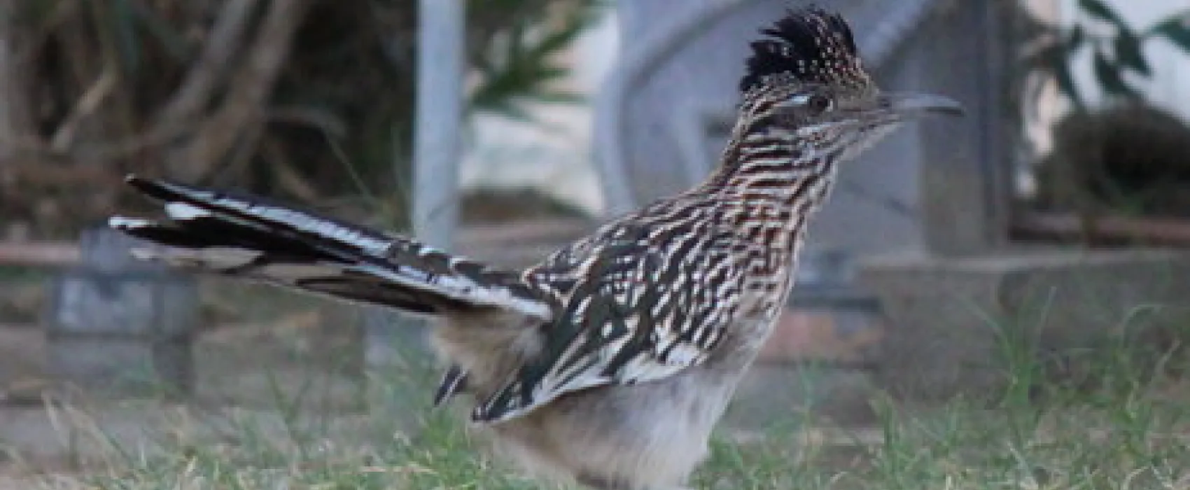 Palm Springs RV Resort & Campground