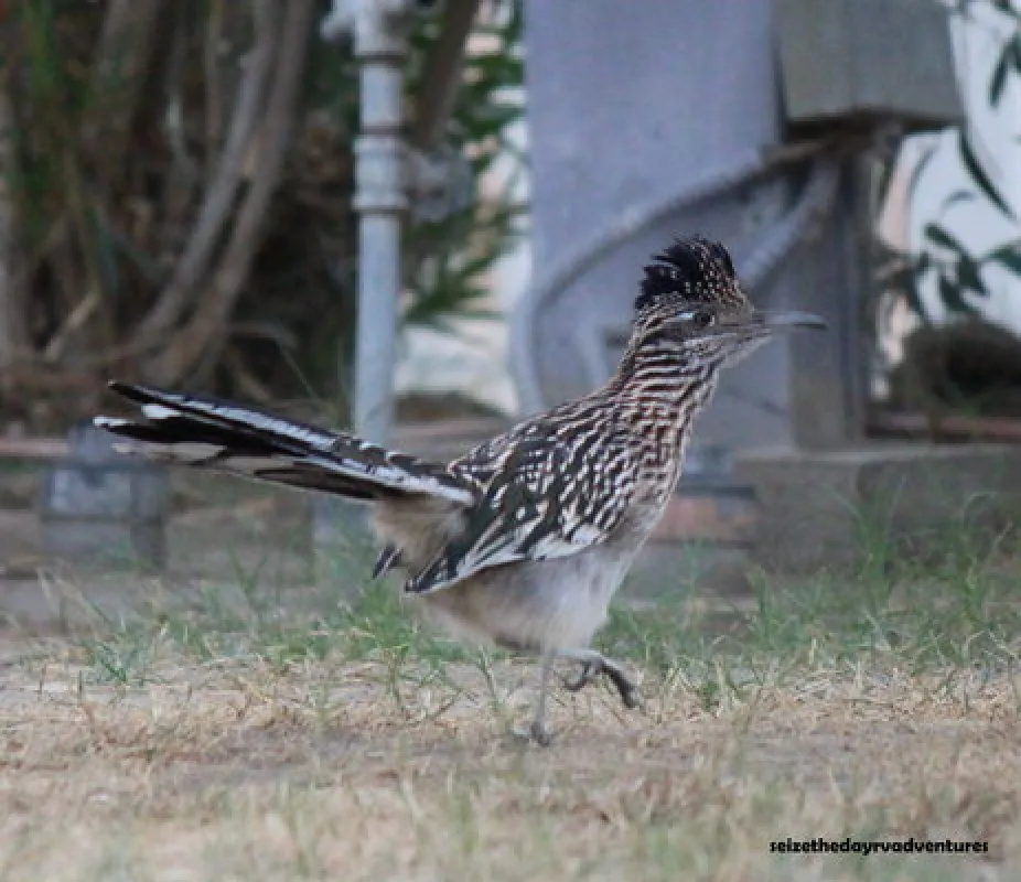 Palm Springs RV Resort & Campground