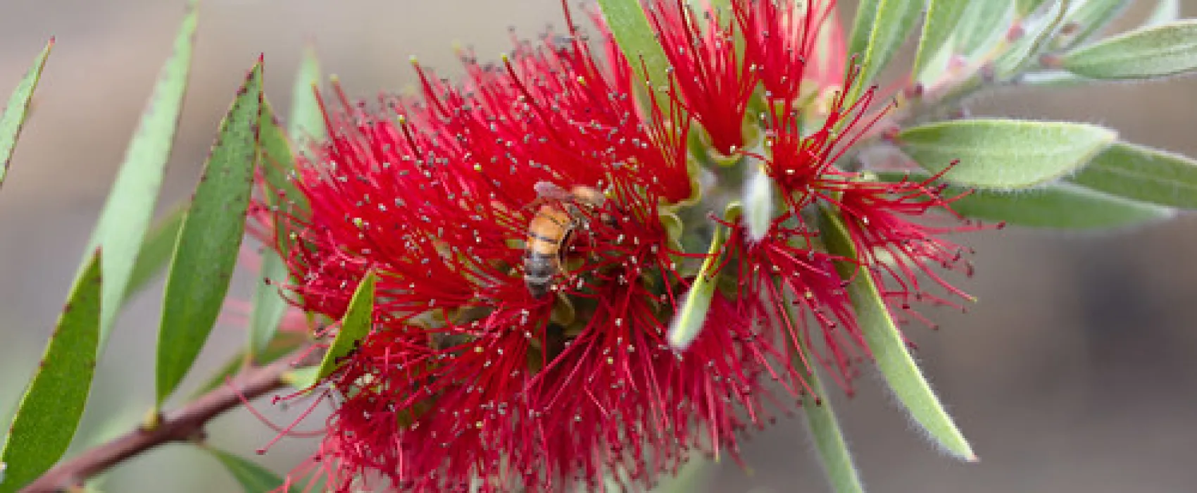 Moonambel Picnic Area Campground
