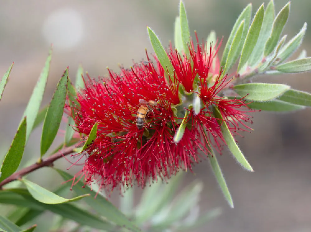 Moonambel Picnic Area Campground