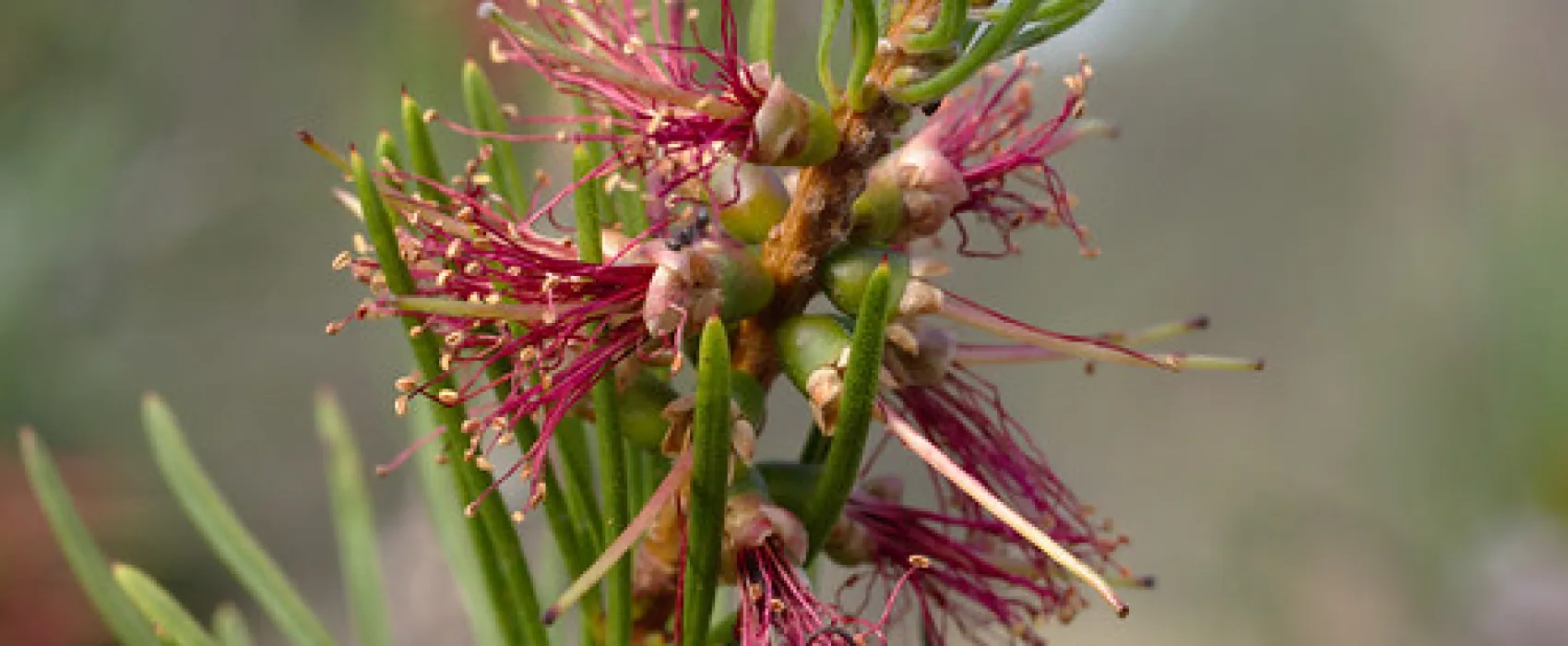 Moonambel Picnic Area Campground