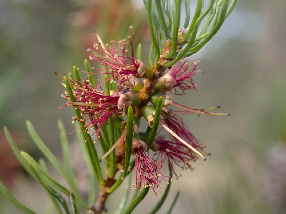 Moonambel Picnic Area Campground