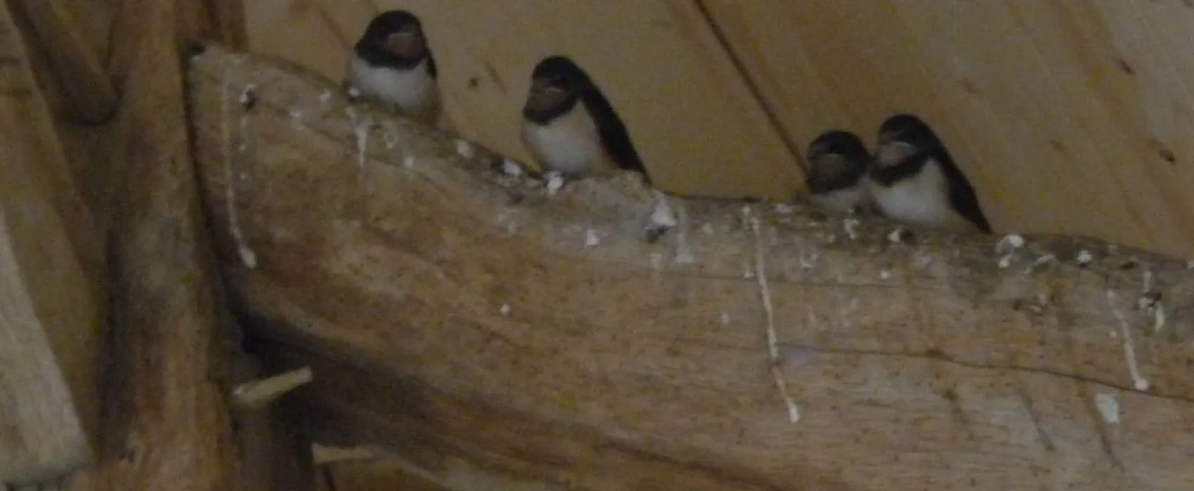 Camping La Safrière