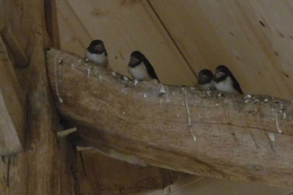 Camping La Safrière