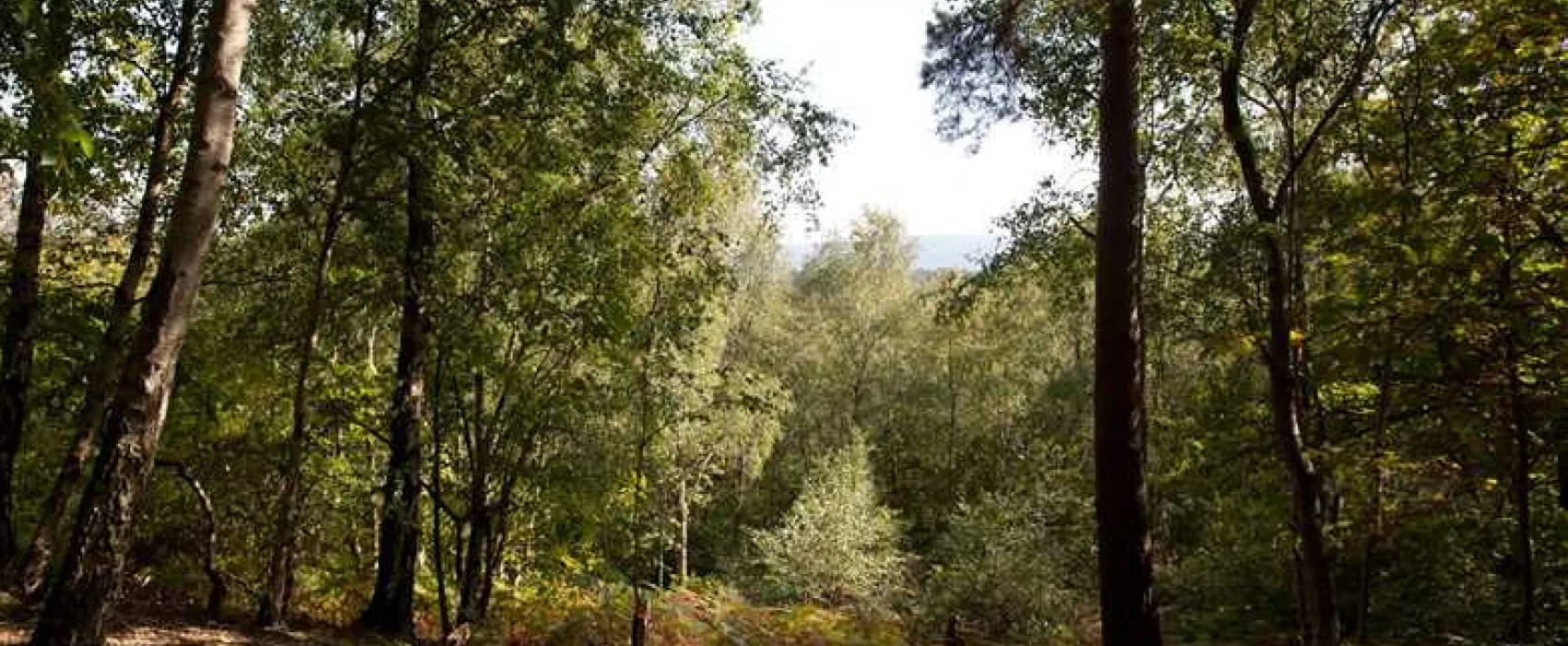 Graffham Camping and Caravanning Club Site