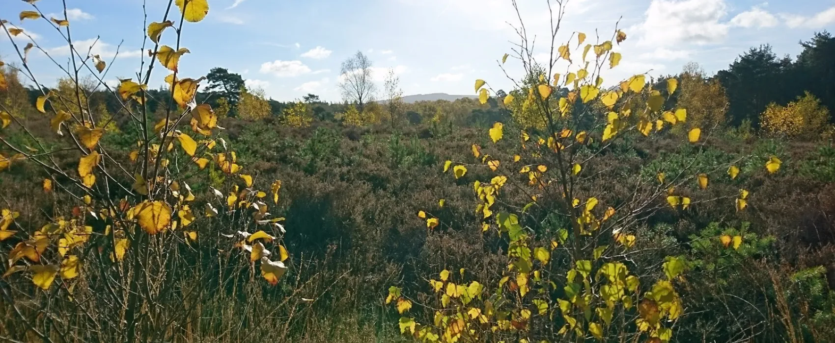 Graffham Camping and Caravanning Club Site