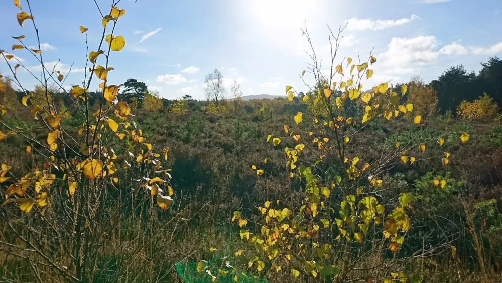 Graffham Camping and Caravanning Club Site