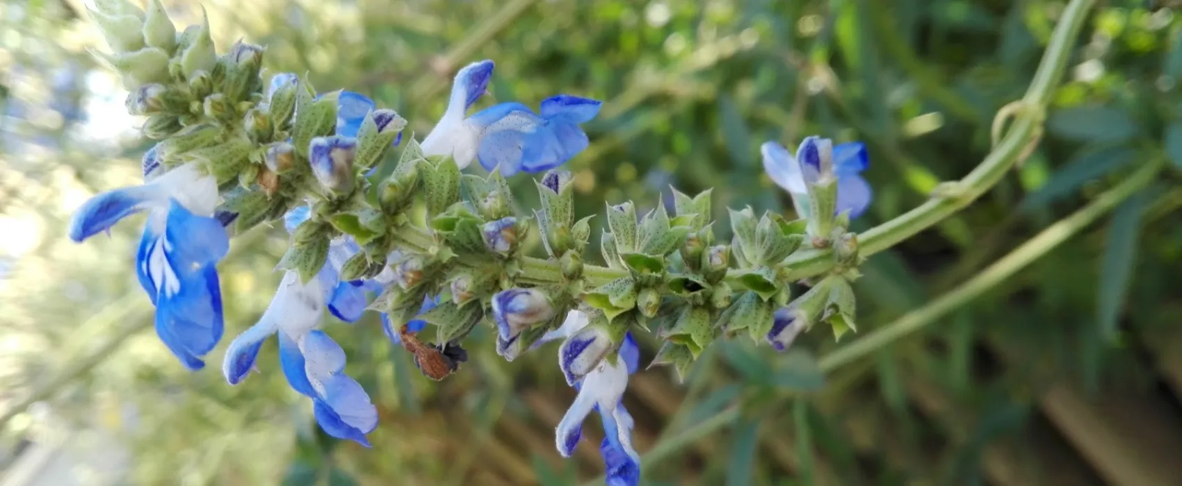 Camping Municipal Les Frenes