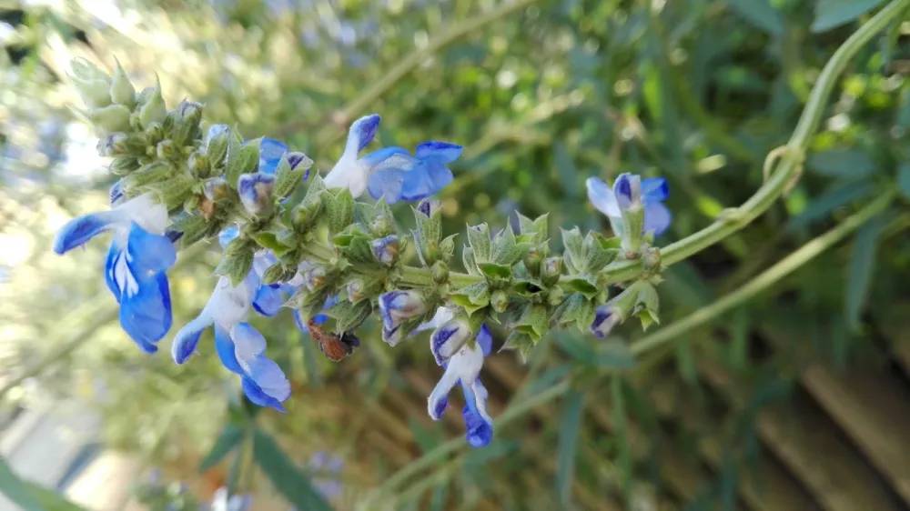 Camping Municipal Les Frenes