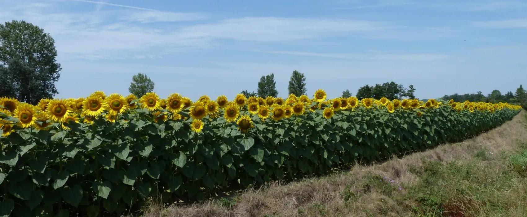 Camping Saint Martin