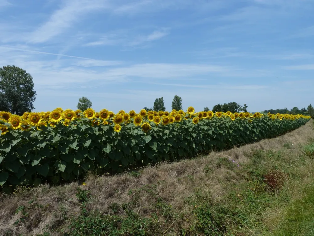 Camping Saint Martin
