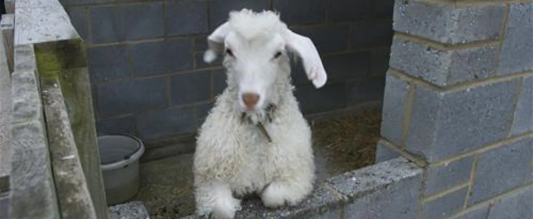 Cobbs Hill Farm Caravan and Camping Park