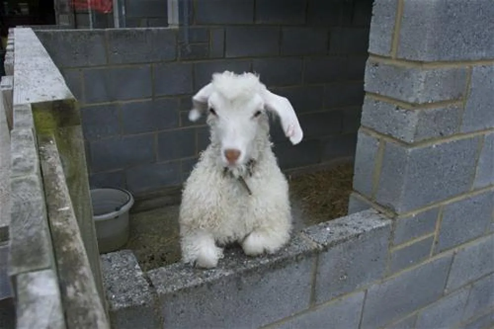 Cobbs Hill Farm Caravan and Camping Park