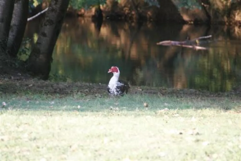 Camping Le Bois du Coderc***