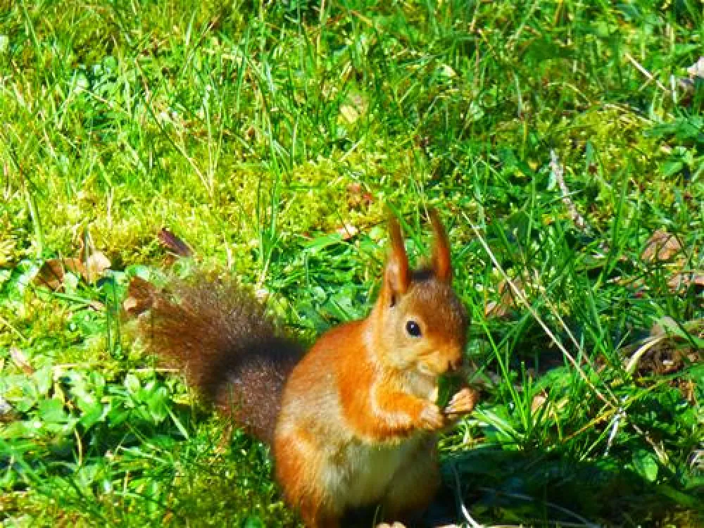 Camping Le Bois du Coderc***