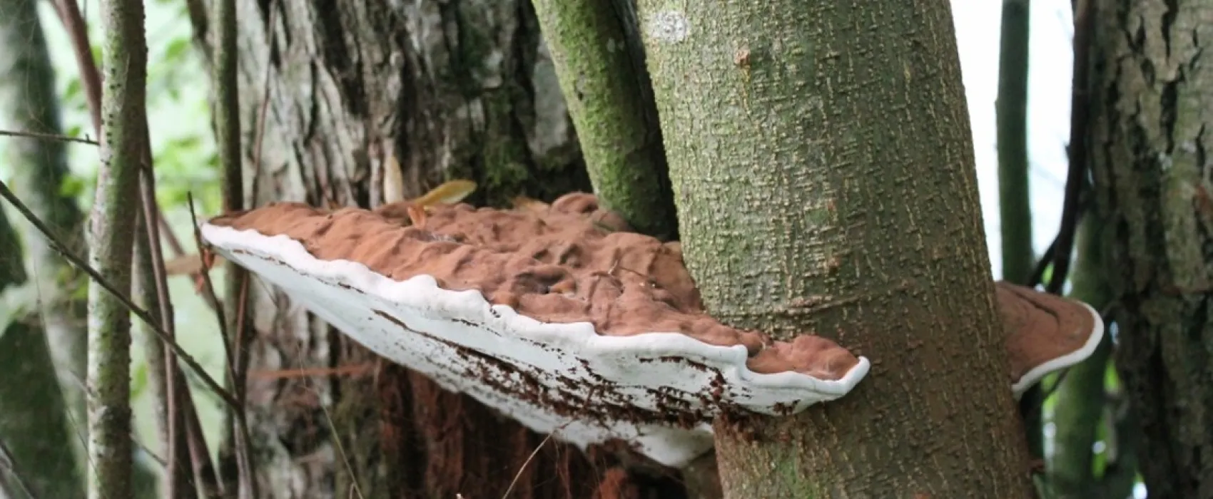 Camping du Bois de Chièvre