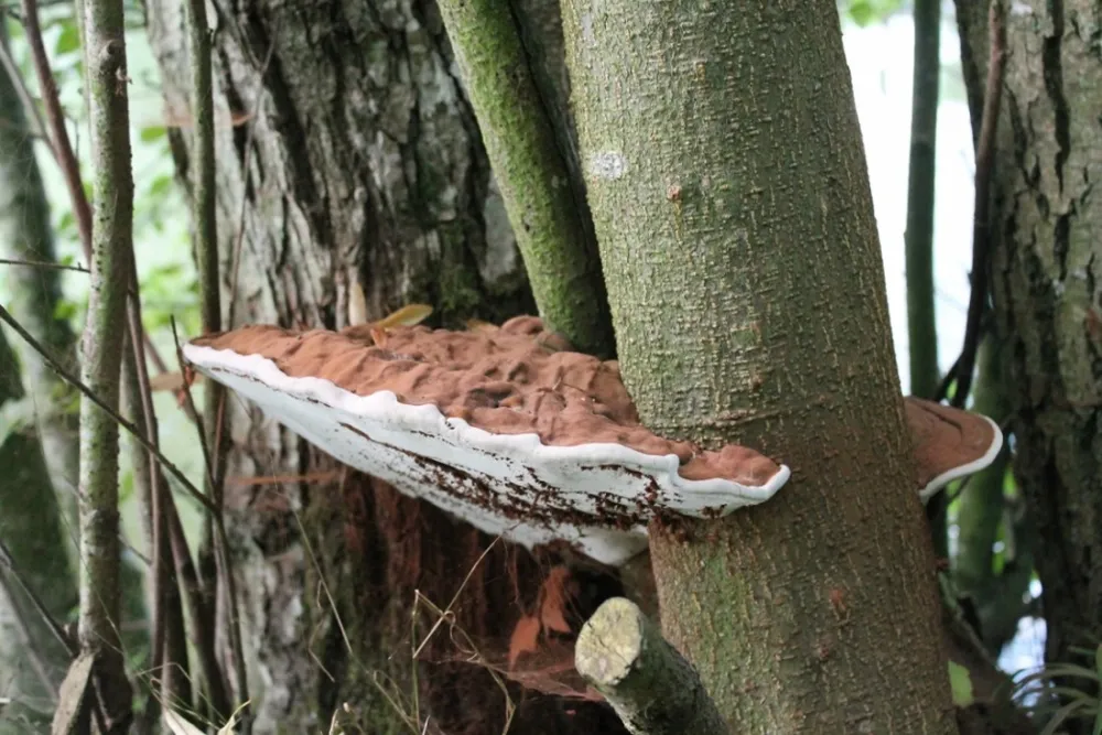 Camping du Bois de Chièvre