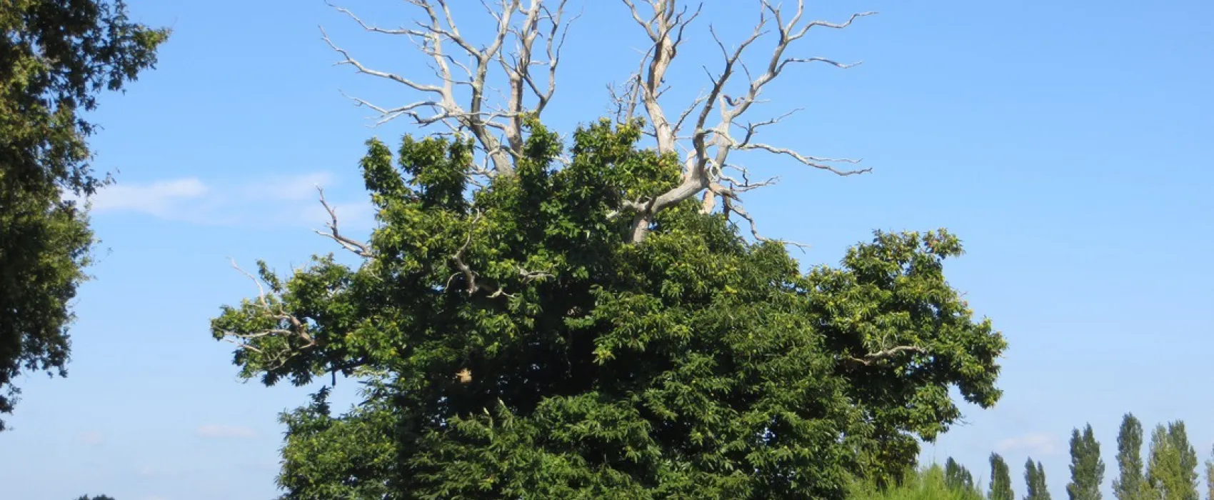 Camping Municipal De La Varenne  