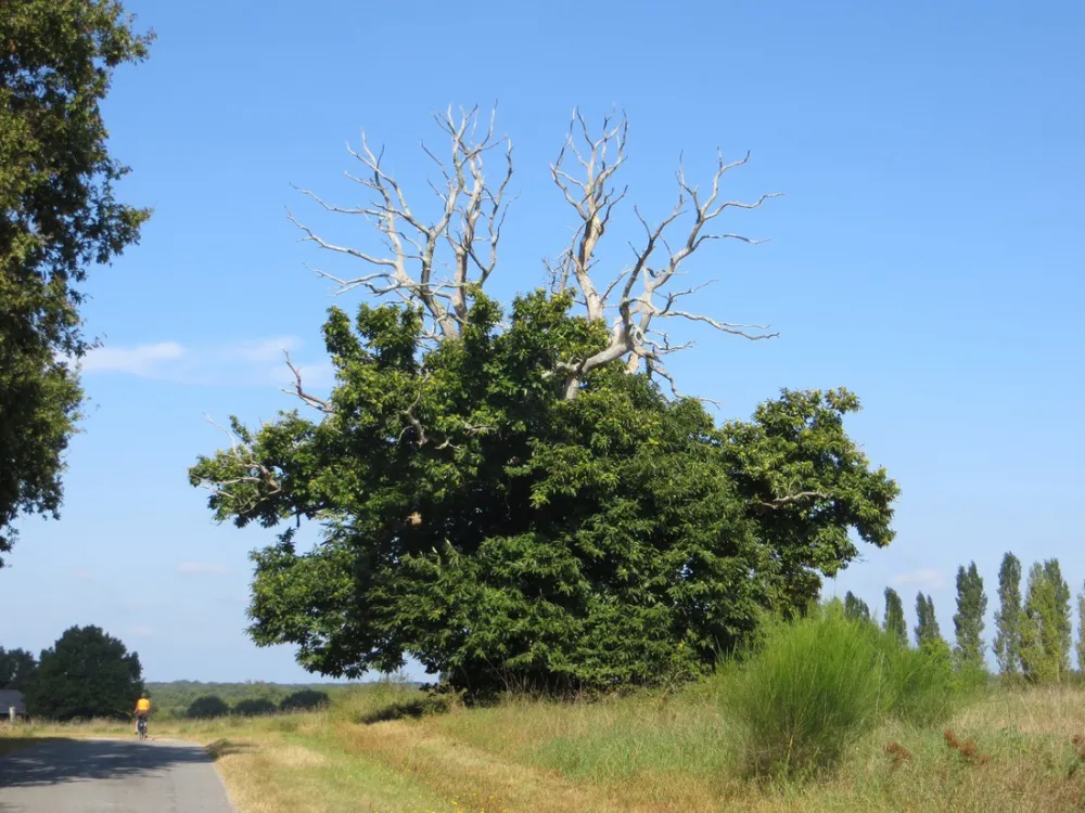 Camping Municipal De La Varenne  