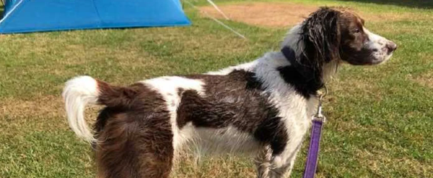 Polmanter Touring Park