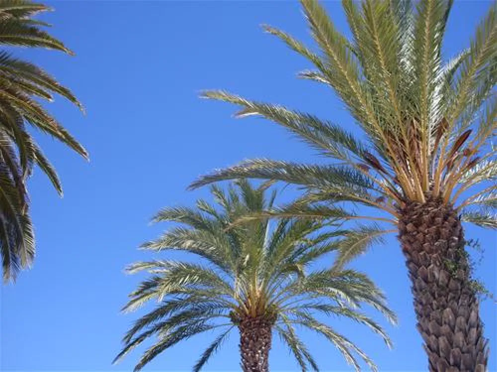 Camping - Bungalowpark Las Dunas Costa Brava