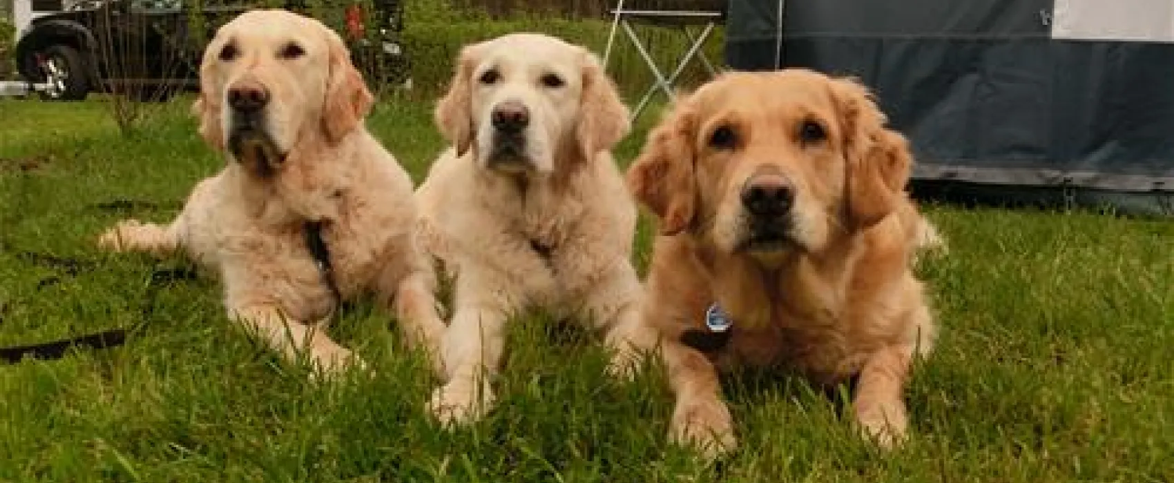 Spreewald-Natur Camping am See