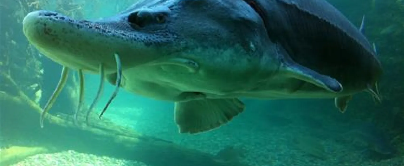 Camping an der Donau