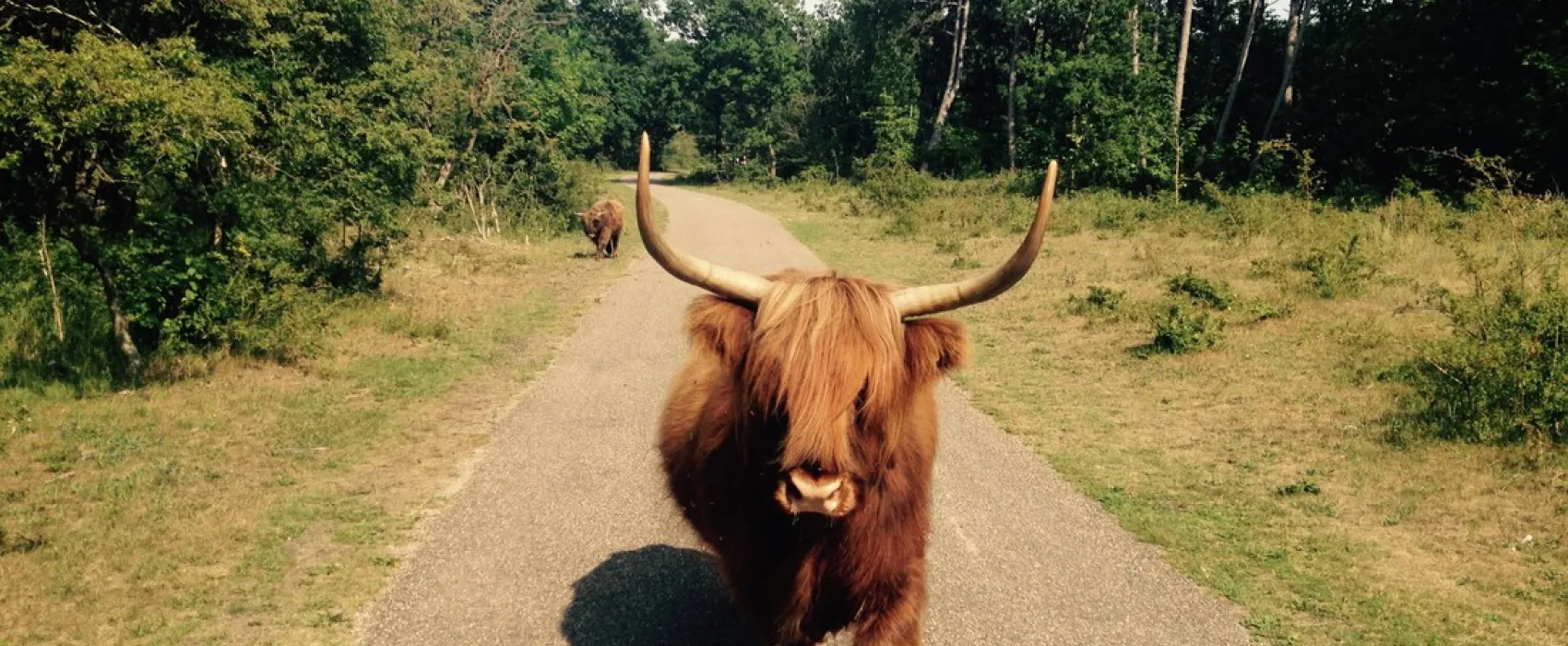 Natuurkampeerterrein De Berenweide