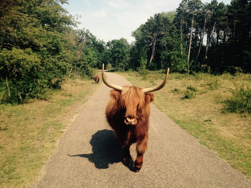 Natuurkampeerterrein De Berenweide