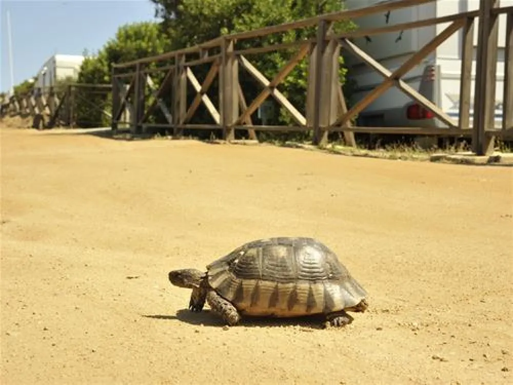 Campeggio Isola dei Gabbiani