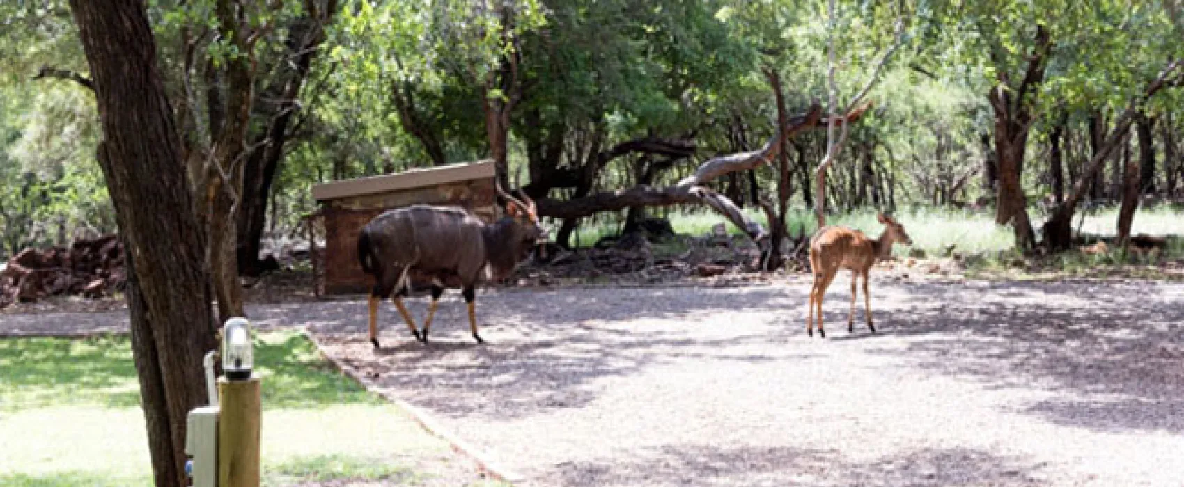 Shala Mushe Tented Camp